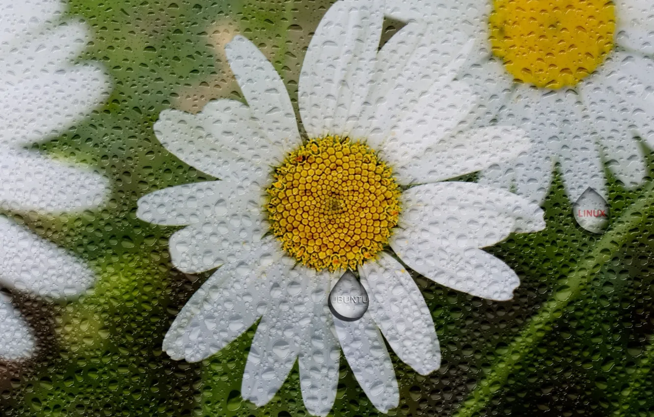 Фото обои капли, макро, цветы, дождь, ромашки