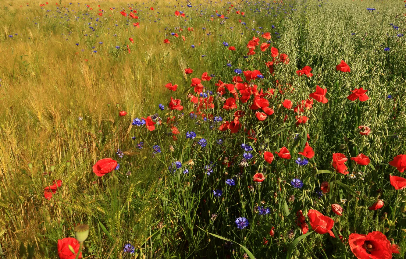 Фото обои зелень, поле, лето, трава, цветы, рожь, маки, красные