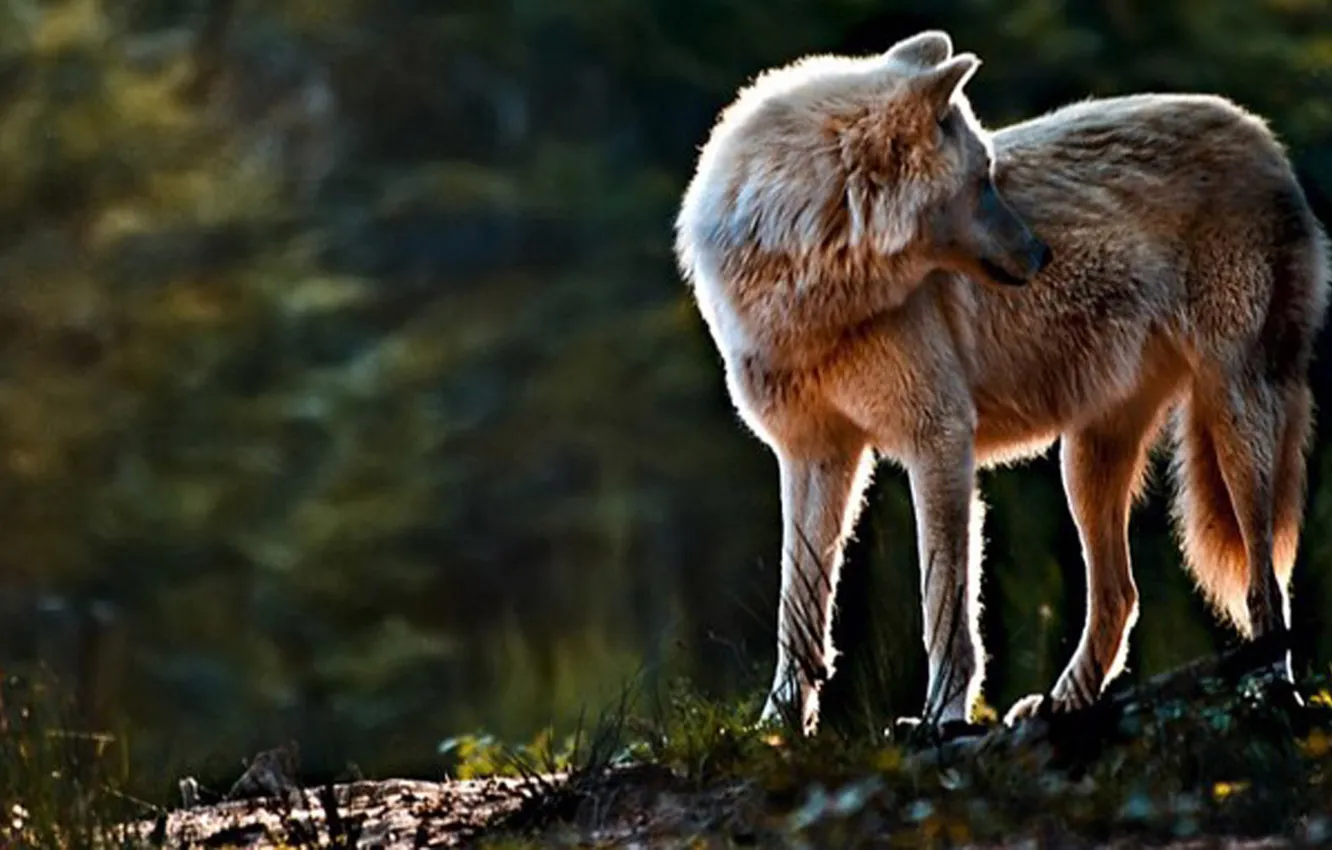 Фото обои nature, snow, predator, face, animal, wolf, wildlife, portrait