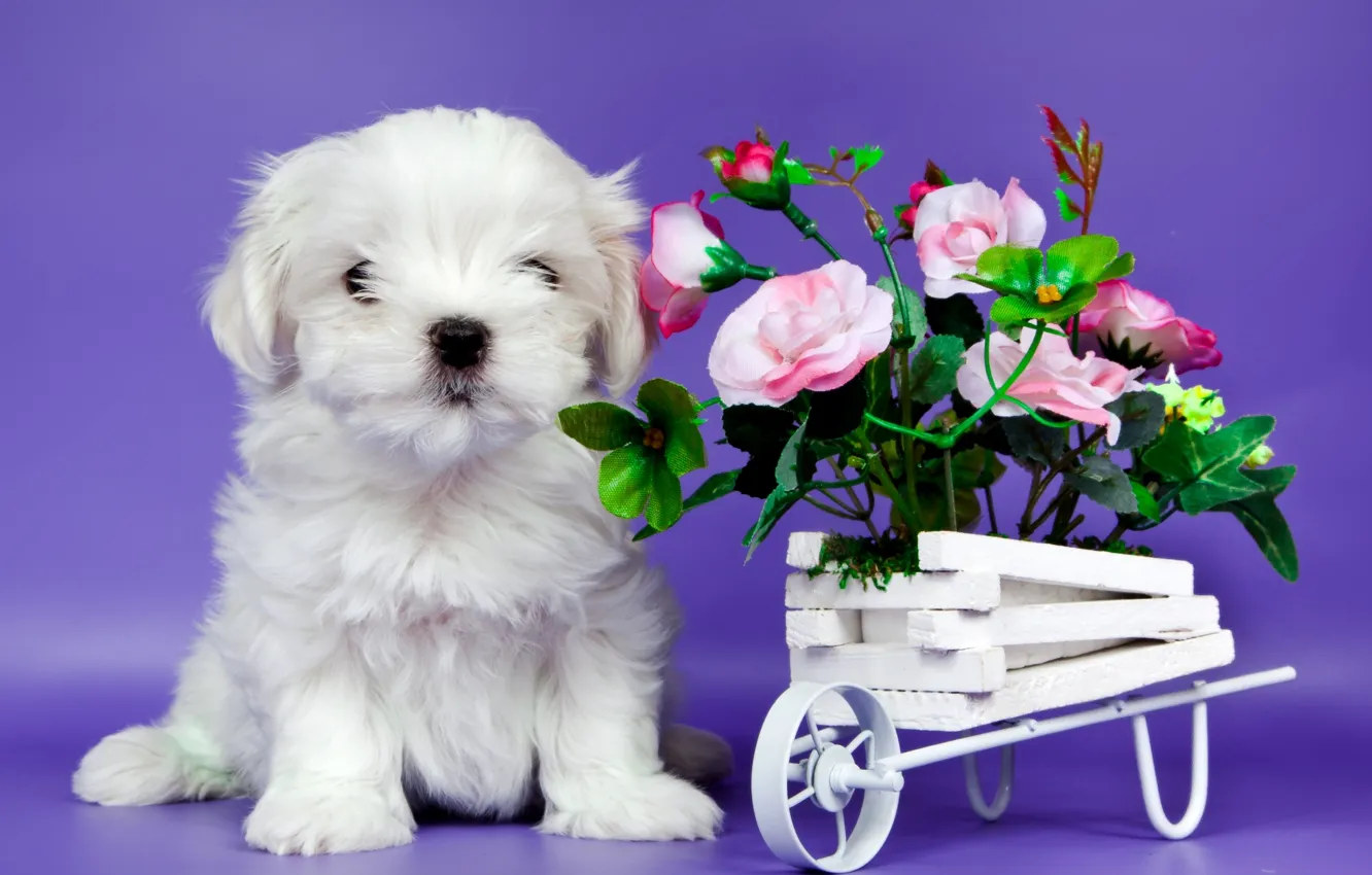 Фото обои цветы, милый, щенок