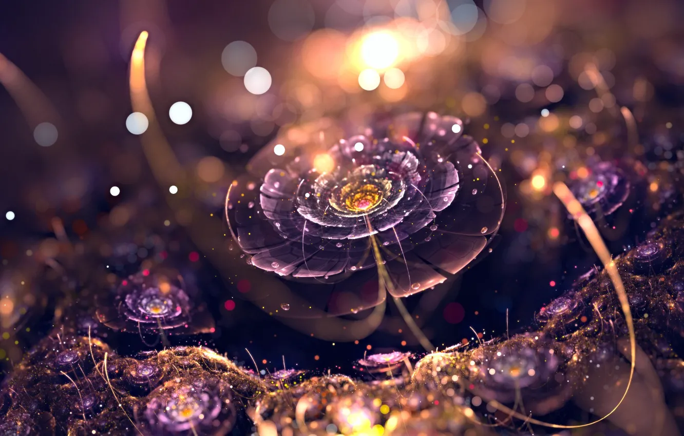 Фото обои flower, sunset, drops