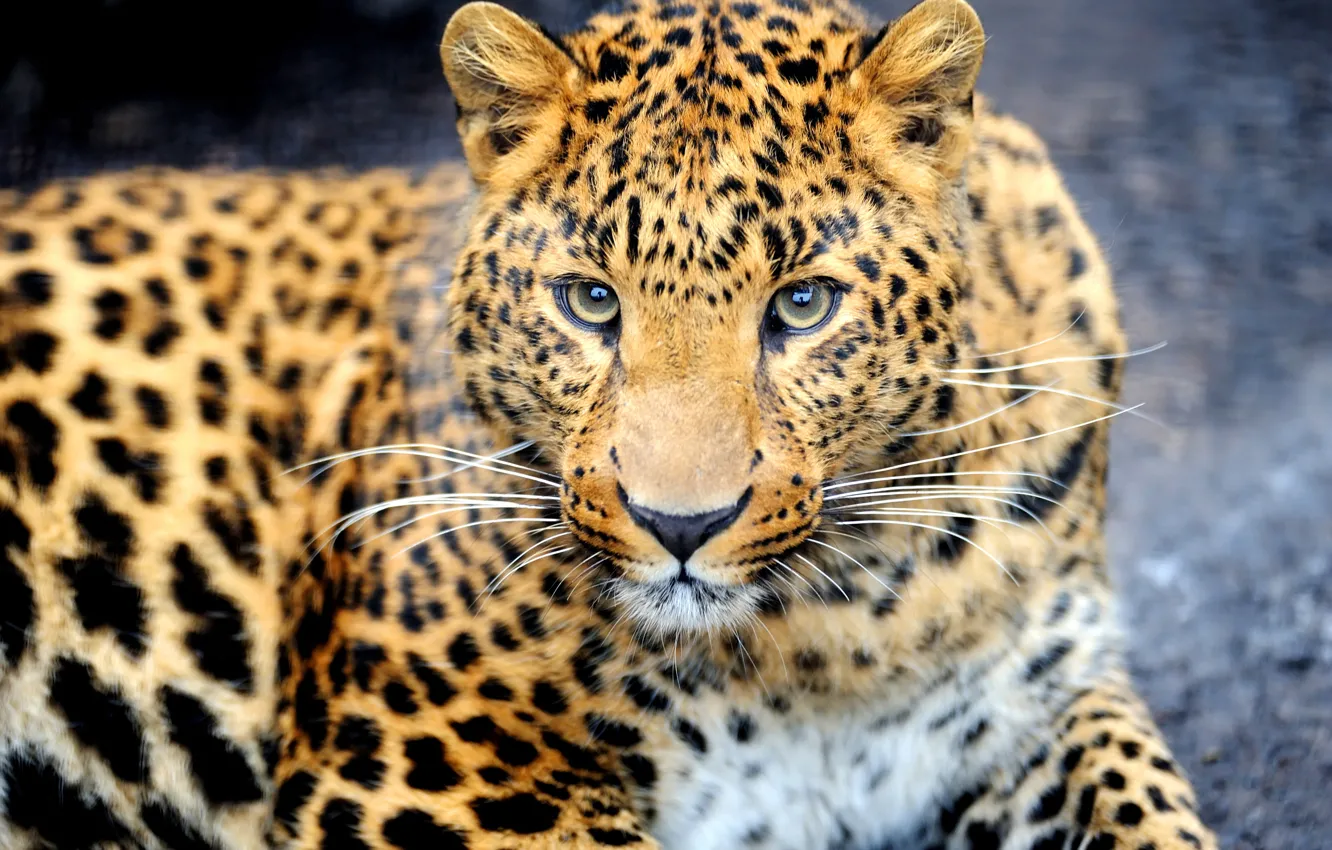 Фото обои взгляд, морда, животное, хищник, леопард, окрас