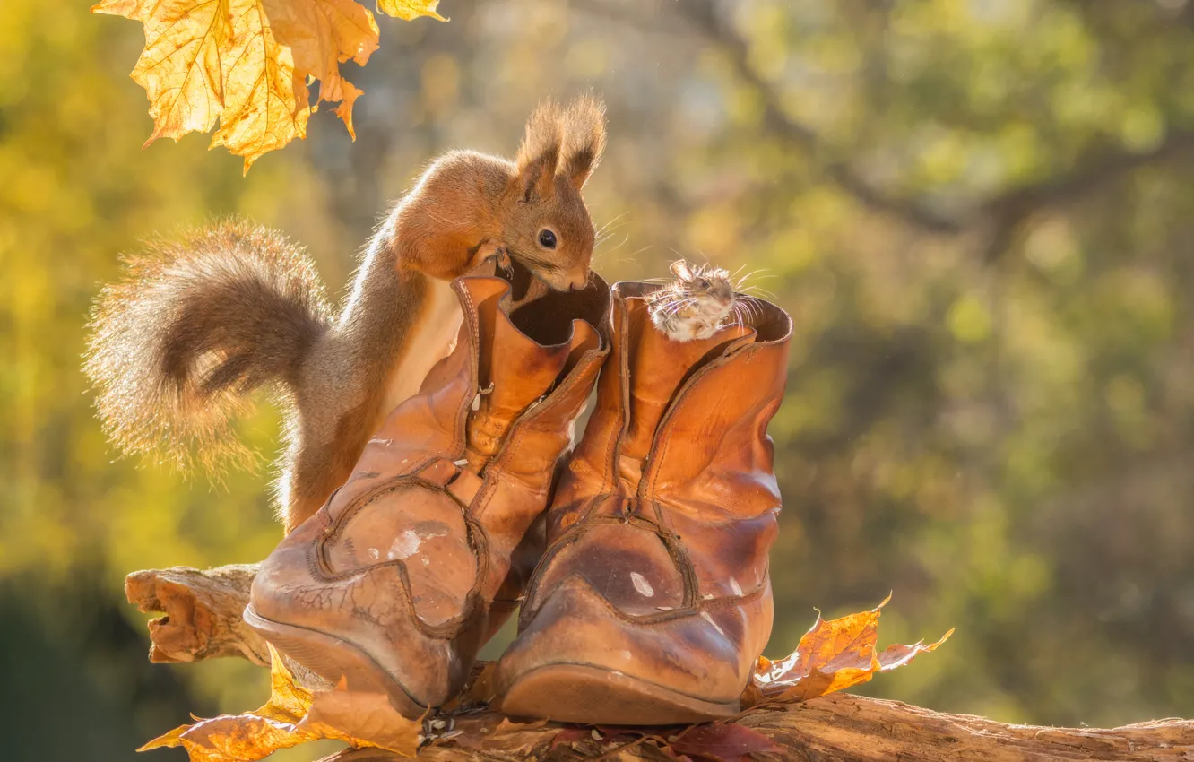 Фото обои осень, животные, листья, ботинки, мышь, белка, грызуны