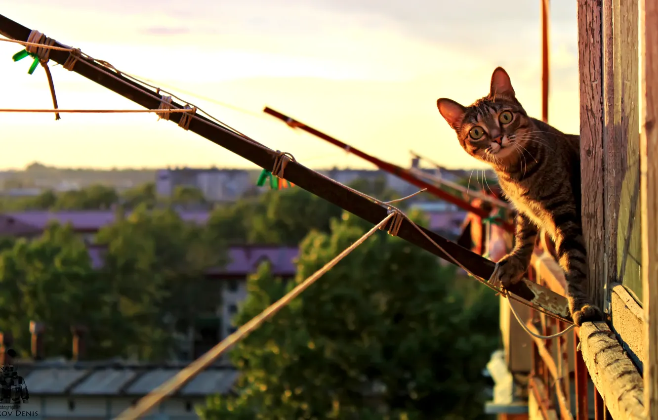 Фото обои кошка, кот, Животные, Pyatkov_Denis