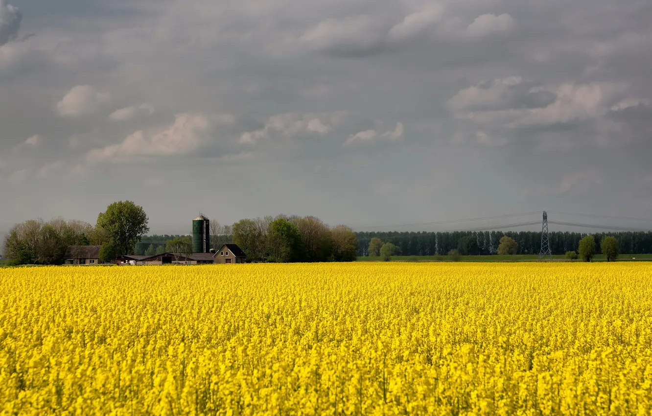 Фото обои поле, пейзаж, природа, рапс