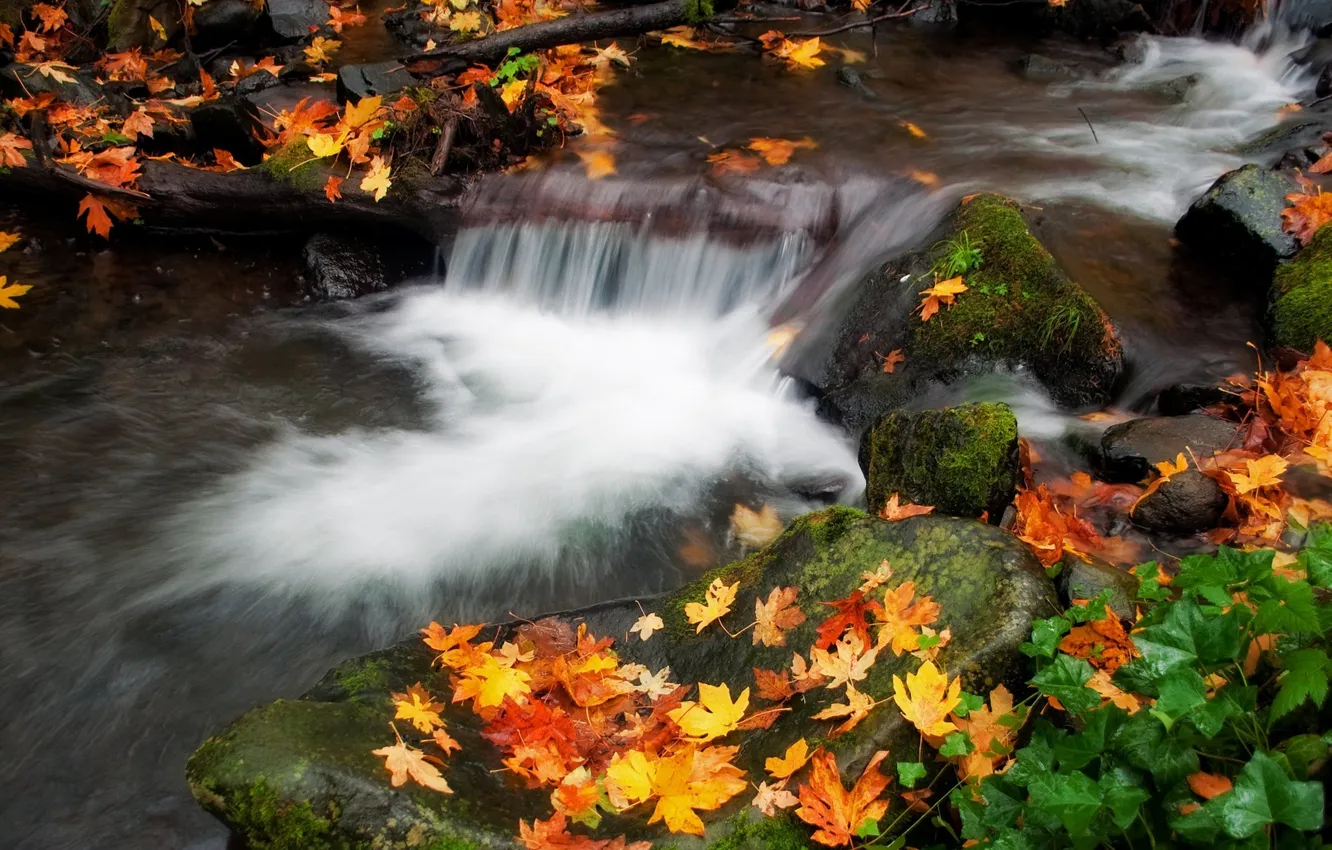 Фото обои осень, вода, природа, листва, поток