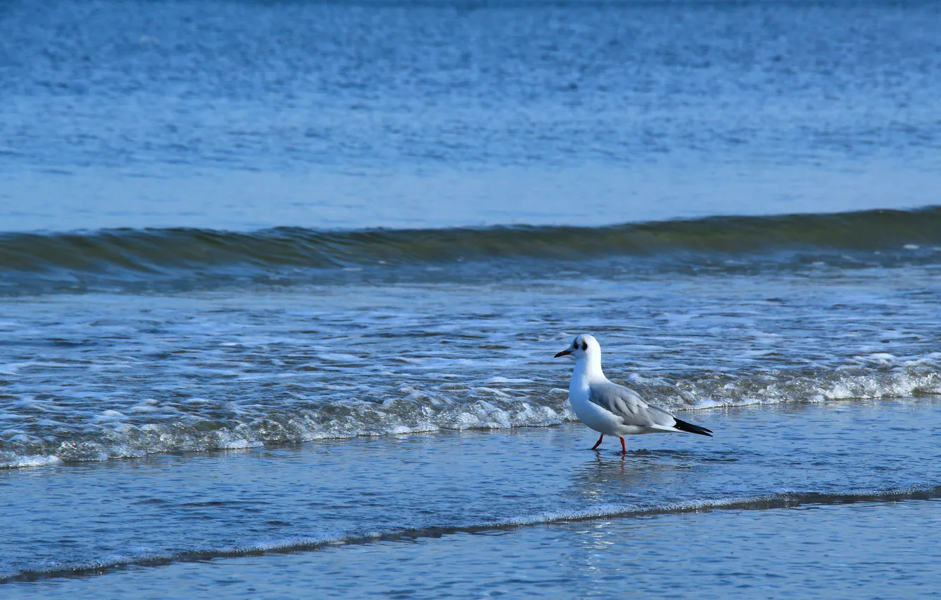 Фото обои bird, water, seagull