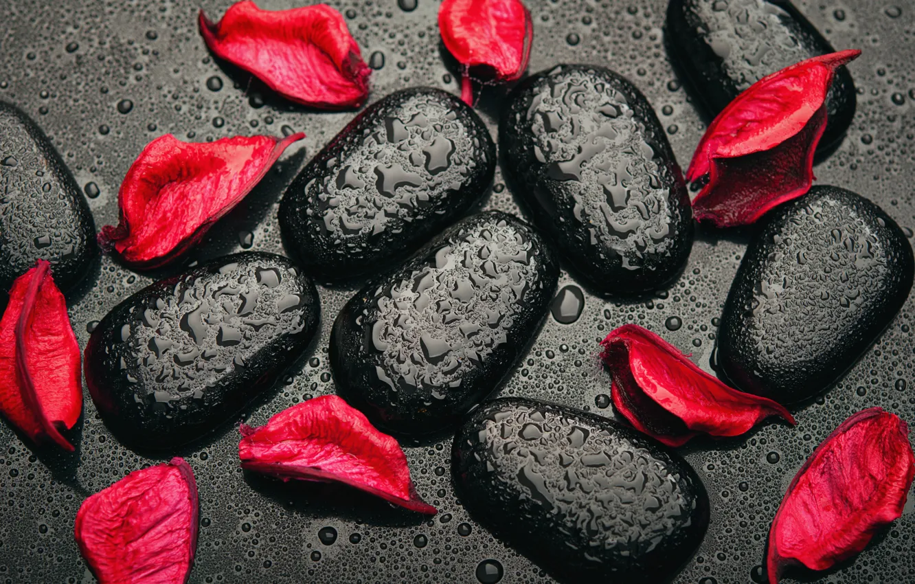 Фото обои капли, камни, красное, черное, red, black, лепестки роз, stones