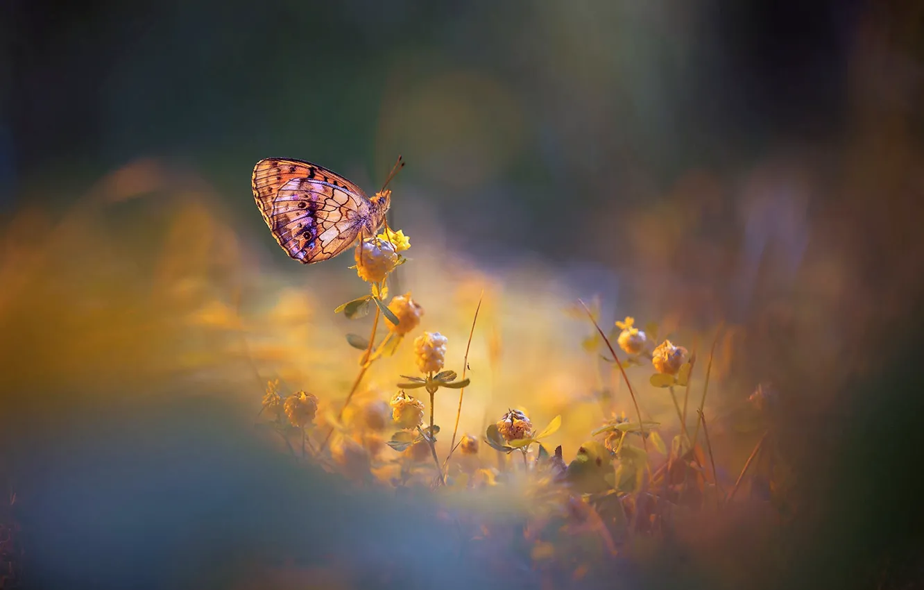 Фото обои nature, butterfly, flowers, glow