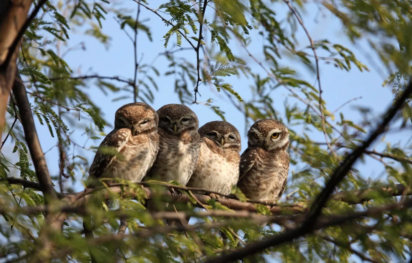 Фото обои trees, animals, nature, leaves, branch, sitting, .four brown owls