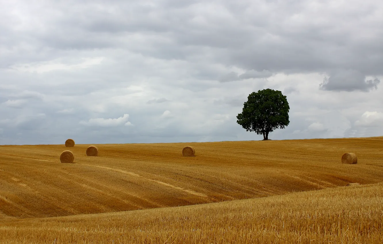 Фото обои tree, countryside, hay, bales, farmland