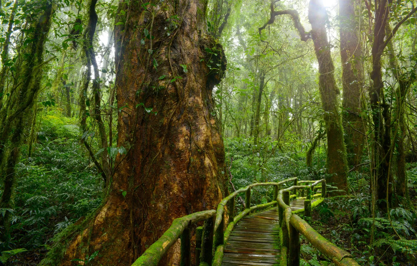 Фото обои зелень, лес, деревья, тропики, мох, джунгли, Jungle, мостки