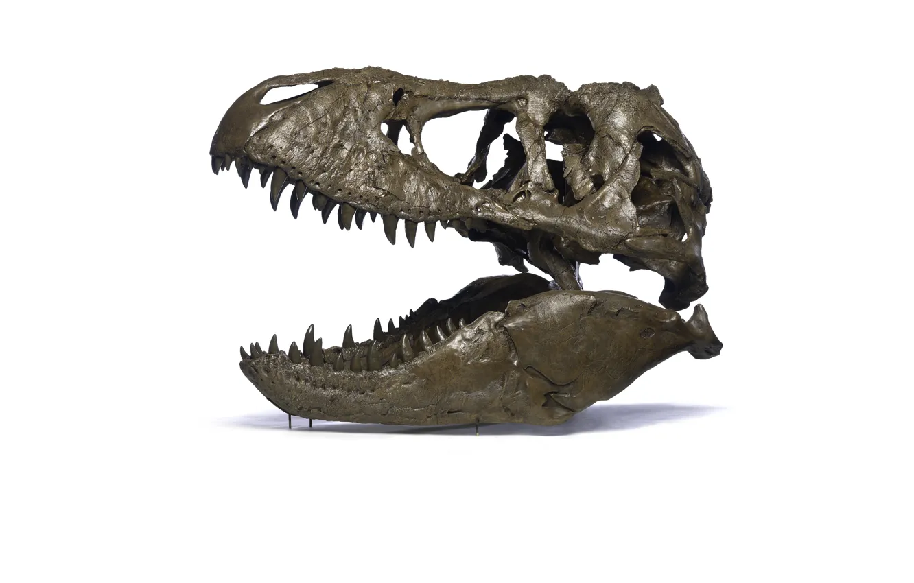 Фото обои skull, dinosaur, tyrannosaurus rex, paleontology