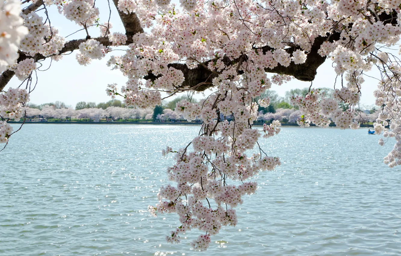 Фото обои природа, вишня, озеро, ветка, весна, Вашингтон, USA, США