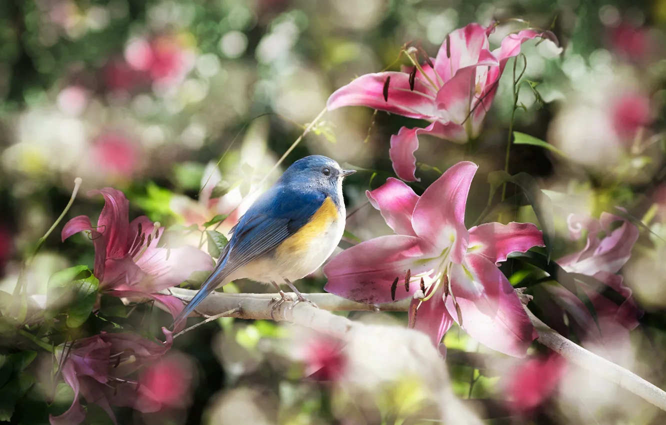 Фото обои цветы, ветки, природа, коллаж, птица, лилии, боке, синехвостка