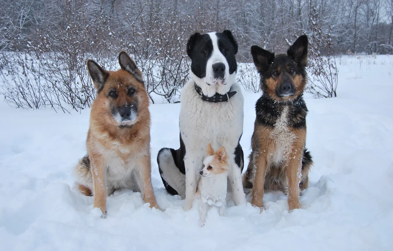 Фото обои зима, собаки, снег, друзья, чихуахуа, овчарка, алабай