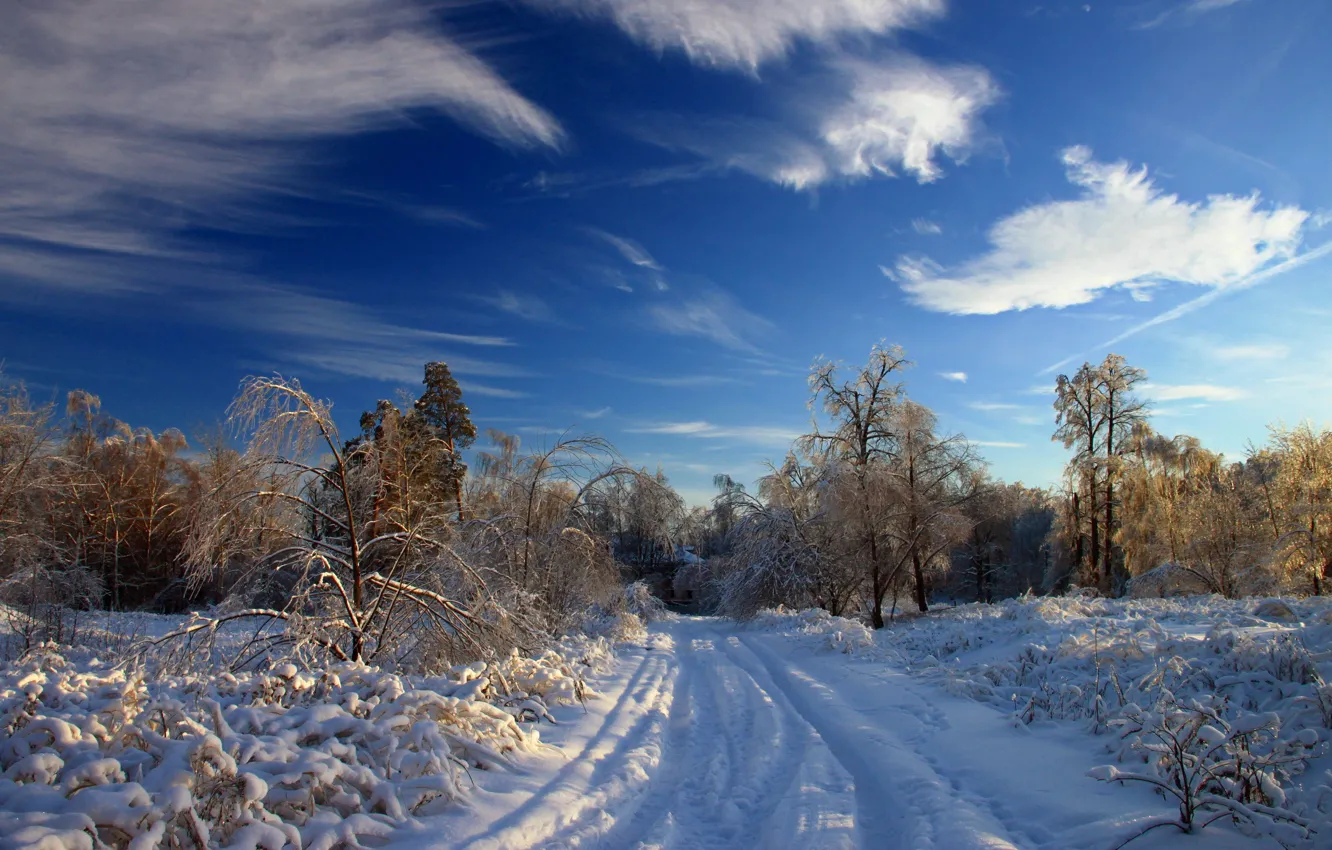 Фото обои зима, лес, снег