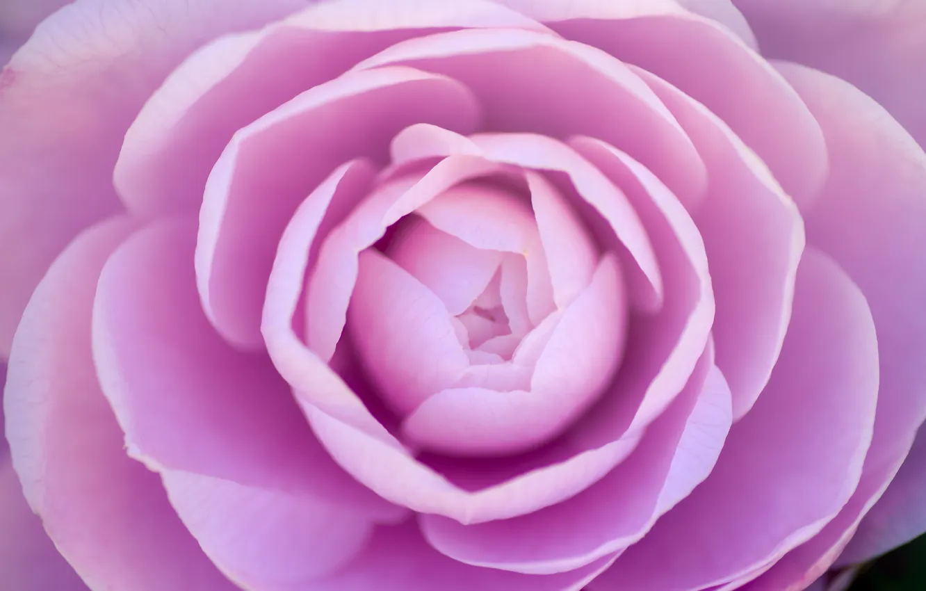 Фото обои цветок, лепестки, розовые, камелия