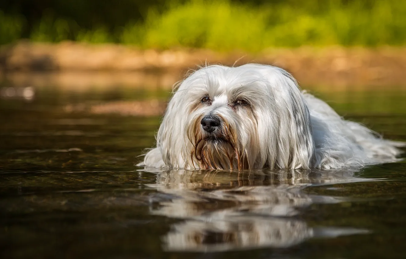 Фото обои вода, заплыв, собака, Гаванский бишон