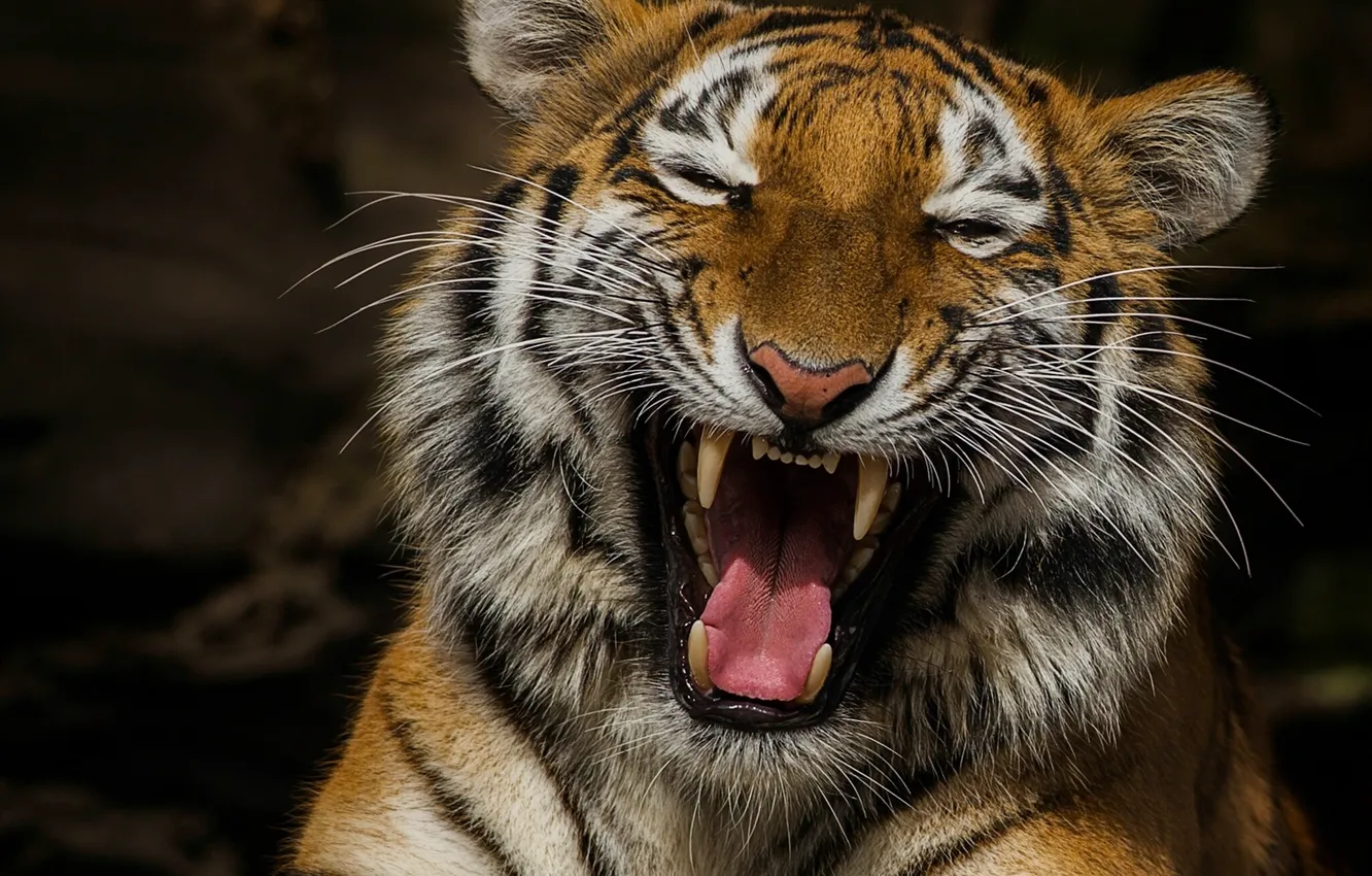 Фото обои язык, тигр, настроение, портрет, смех, пасть, клыки, смеющийся тигр