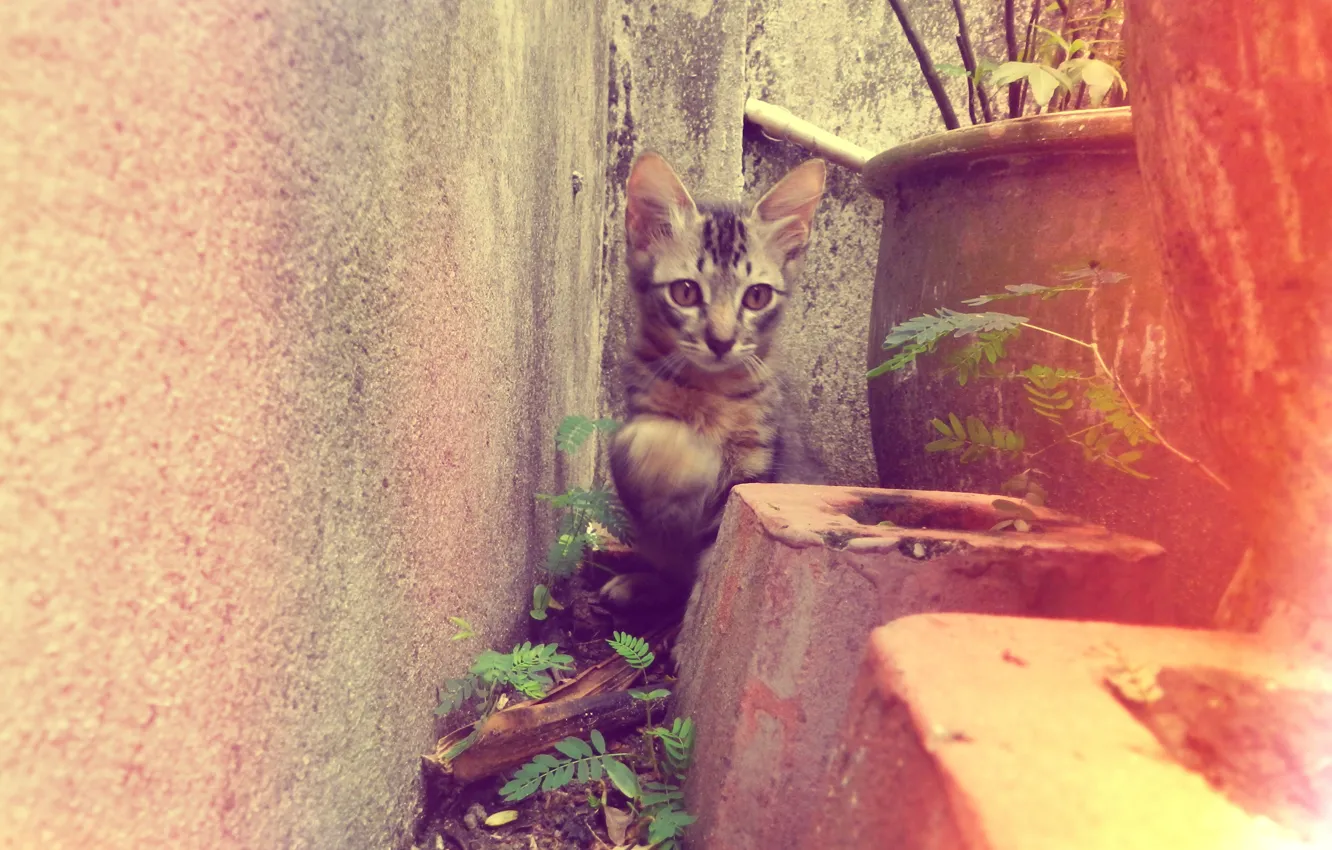 Фото обои двор, котёнок, клумба, полосатый, kitten, cat, animal, cute