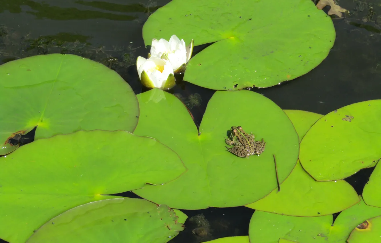 Фото обои вода, природа, лист, зеленый, лягушка, лилия, кувшинка
