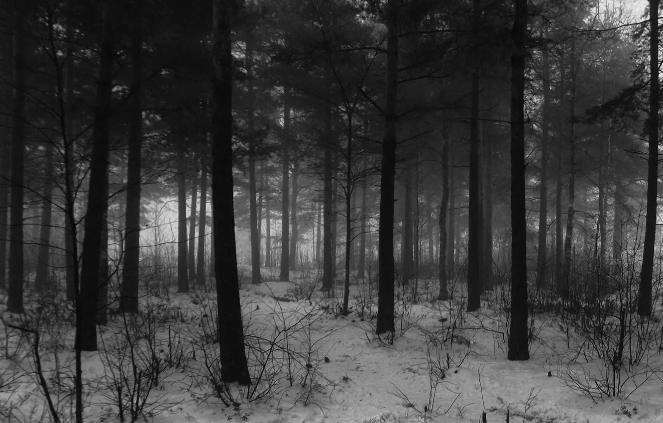 Фото обои зима, лес, снег, деревья, природа, черно-белое, монохром, monochrome