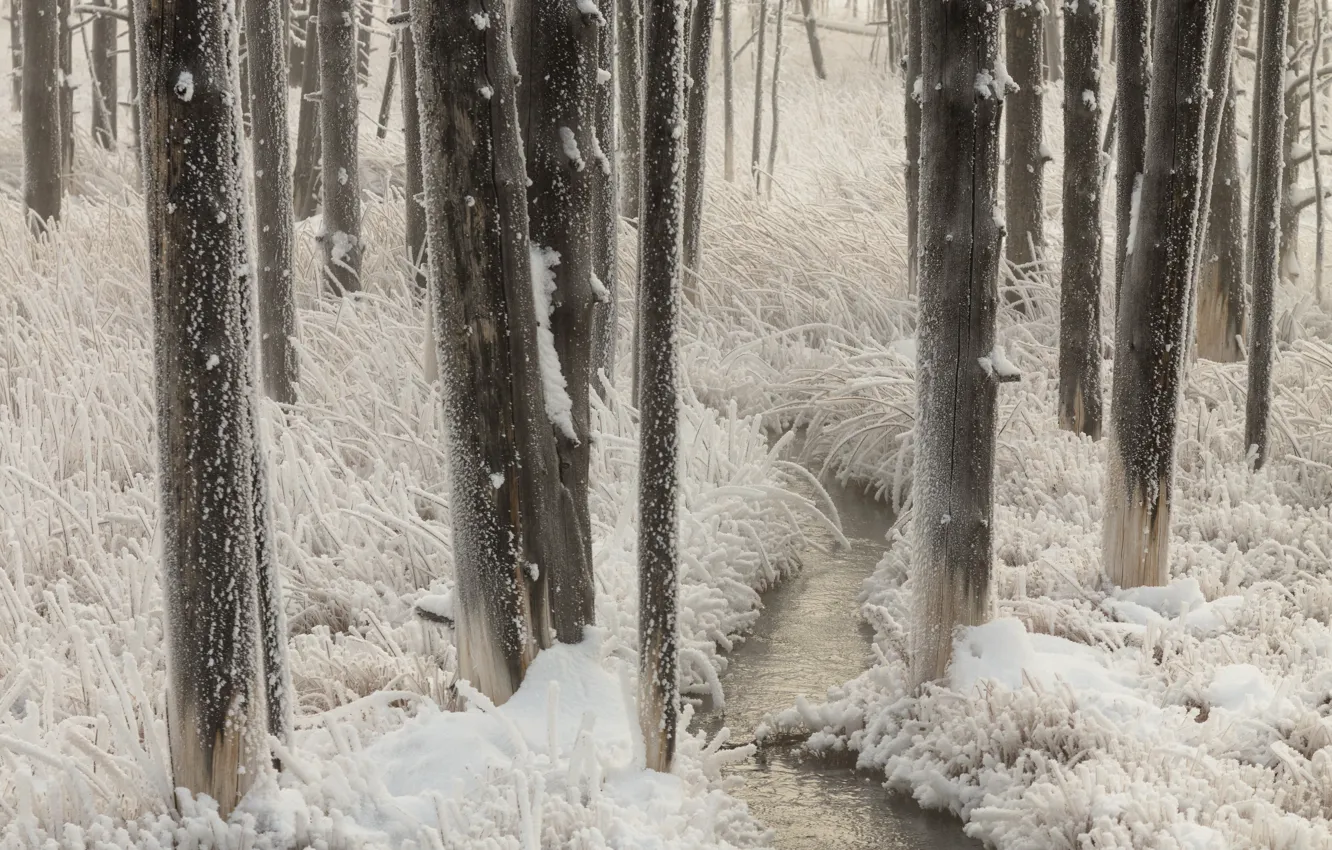 Фото обои зима, снег, деревья, природа, ручей, растительность, мороз