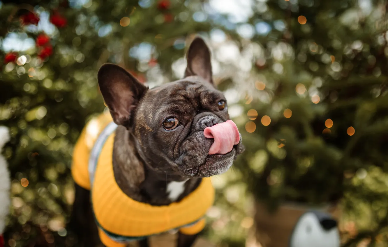 Фото обои язык, собака, Рождество, Новый год, ёлка, боке, французский бульдог