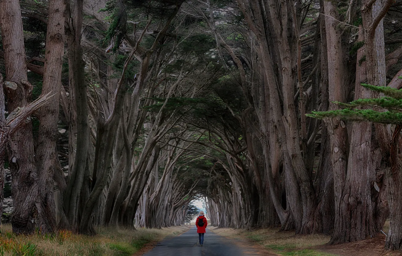 Фото обои дорога, деревья, человек