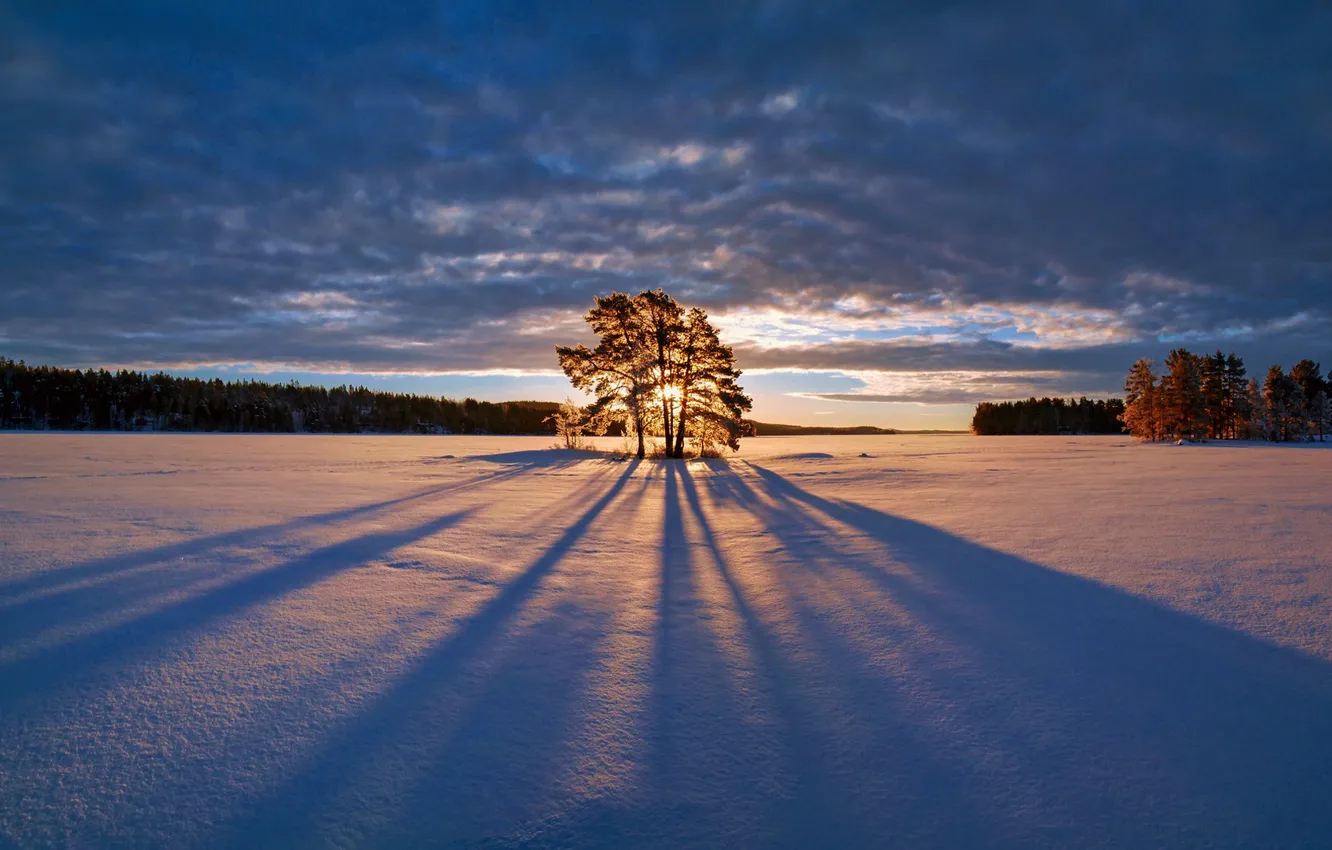 Фото обои зима, лес, снег, деревья, восход, рассвет, утро, тени