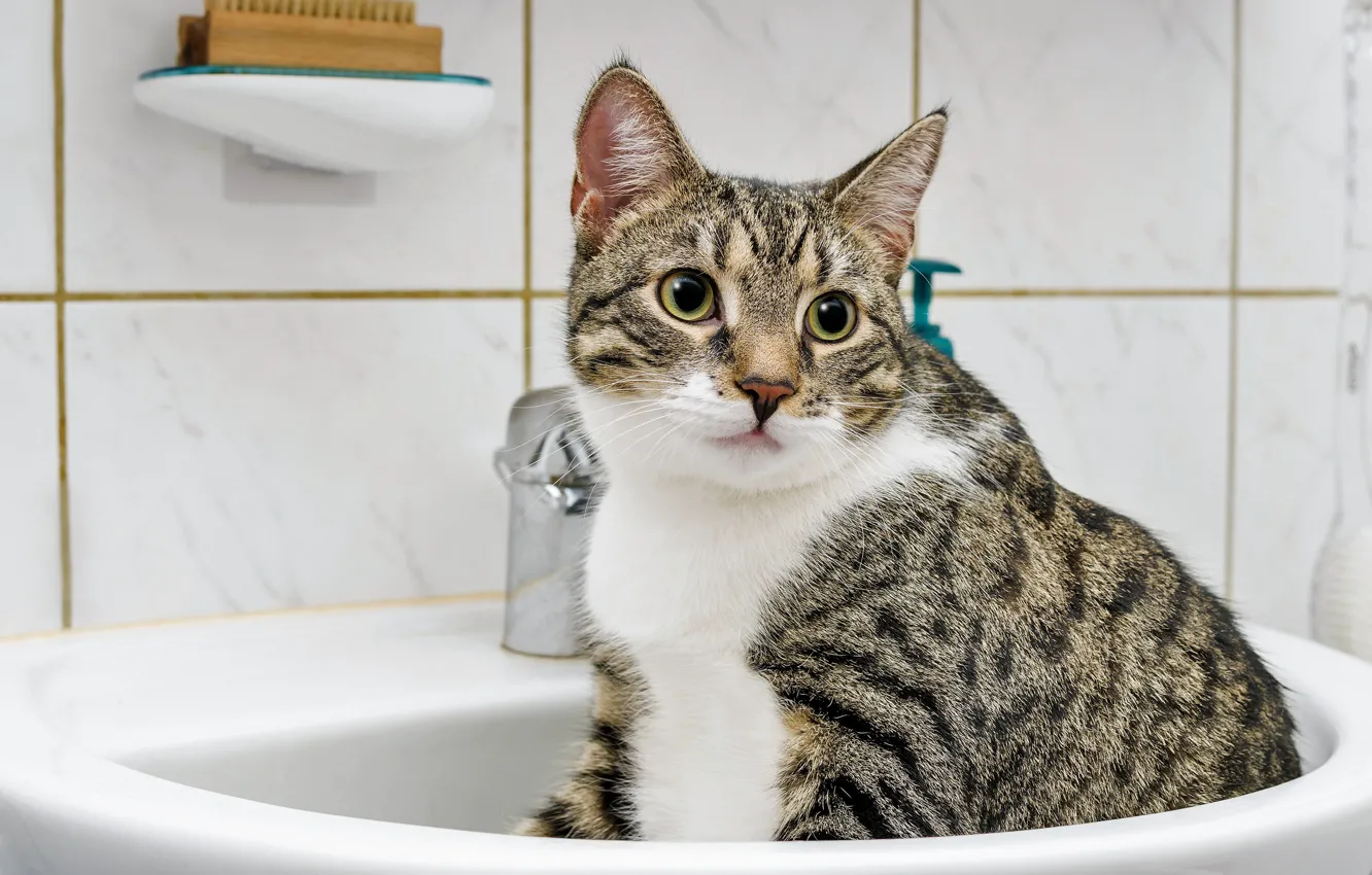 Фото обои кошка, кот, взгляд, морда, поза, плитка, кран, раковина