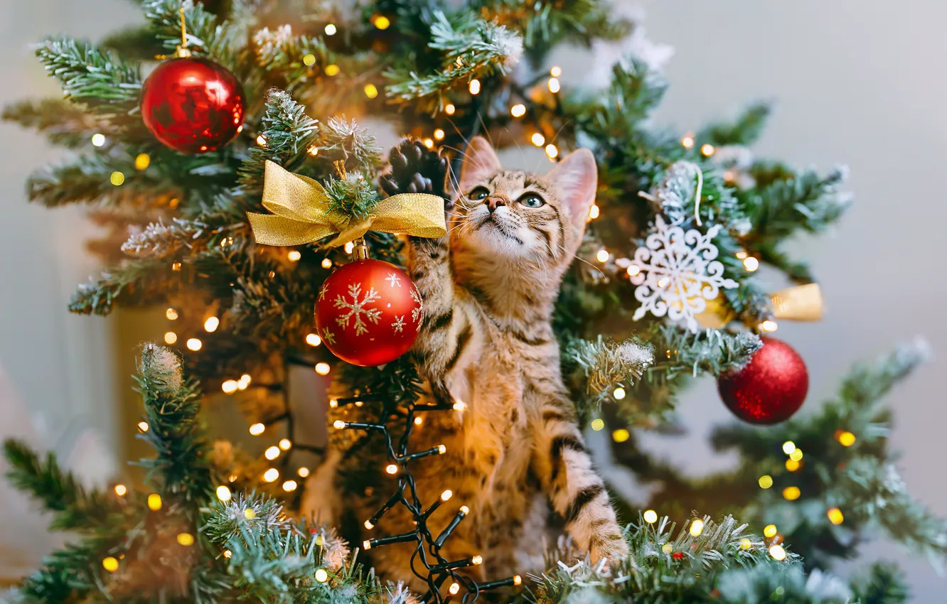 Фото обои кошка, взгляд, шарики, свет, поза, котенок, праздник, игра