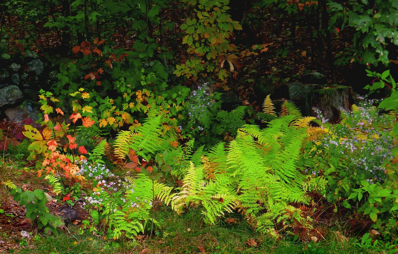 Фото обои осень, лес, листья, деревья, цветы, растения