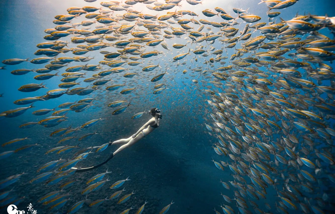 Фото обои море, девушка, рыбы, океан, под водой