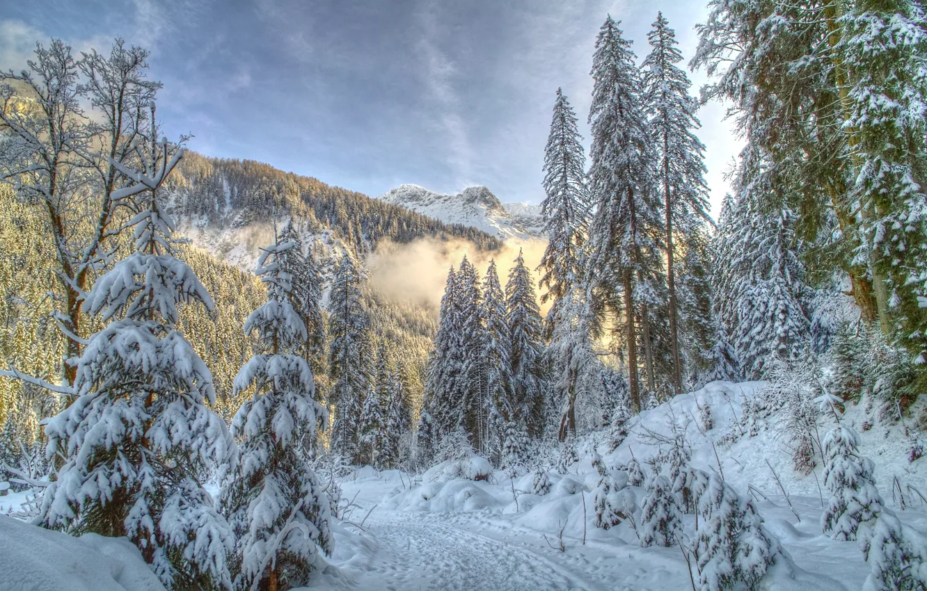 Фото обои зима, лес, снег, горы, природа