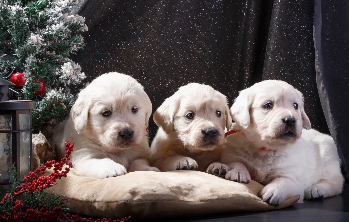 Фото обои щенки, Новый год, ёлка, белые, трио, ретривер, декор