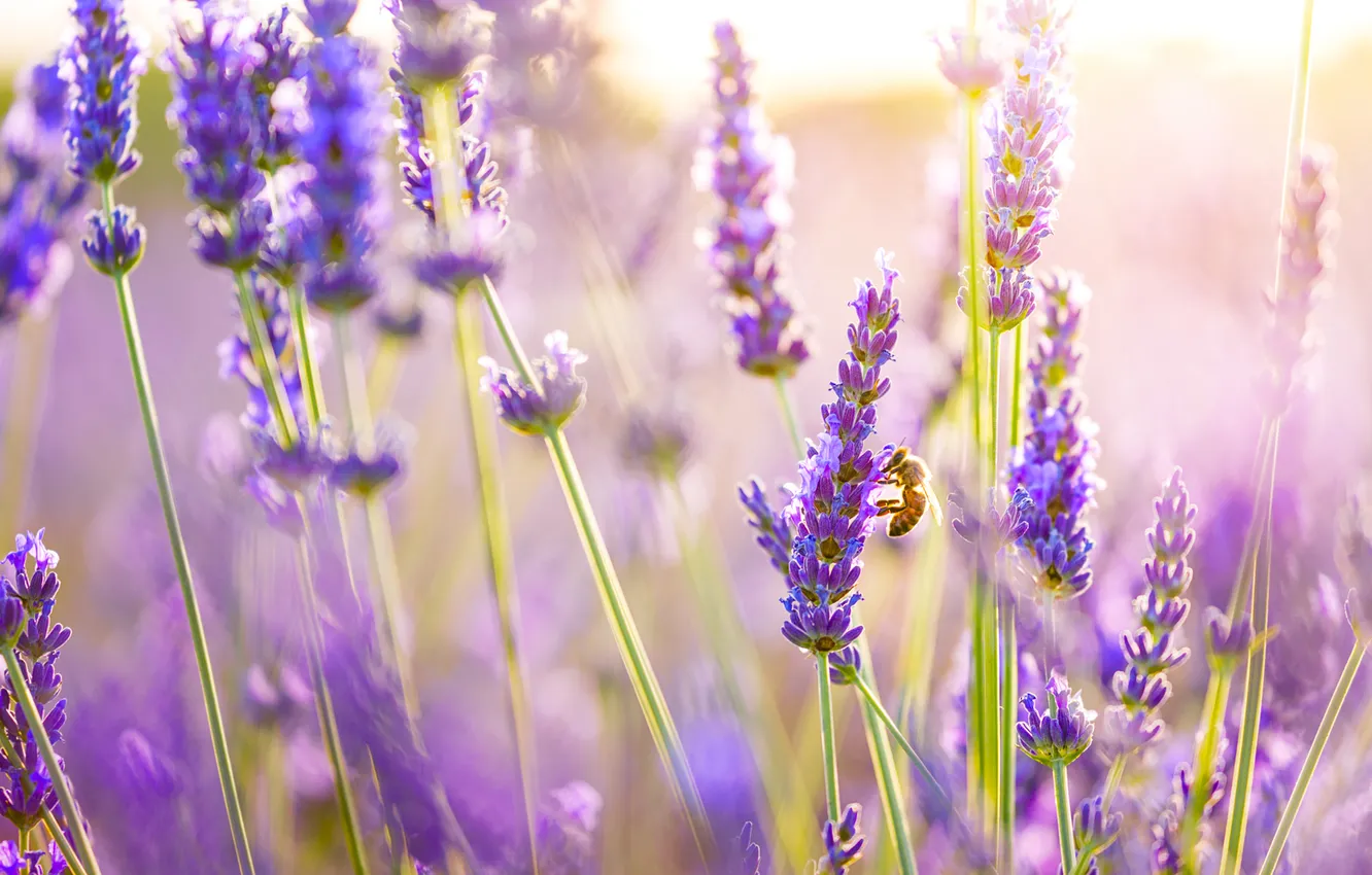 Фото обои лето, макро, цветы, пчела