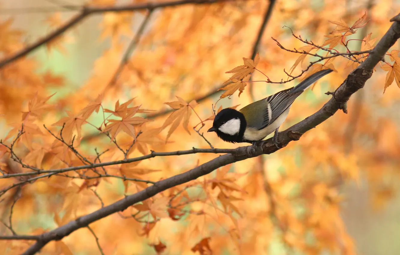 Фото обои осень, листья, птица, ветка, стебель, боке