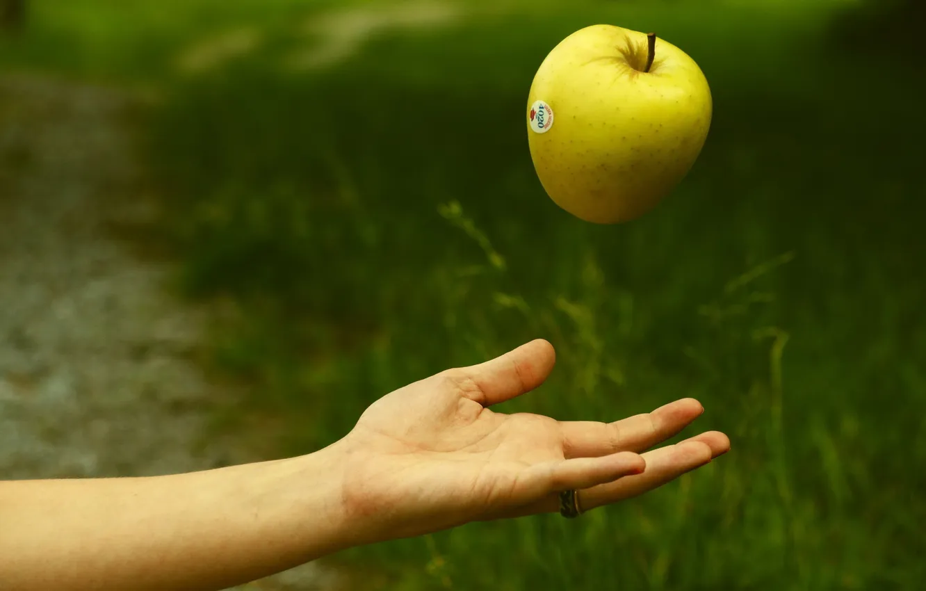 Фото обои фон, яблоко, рука