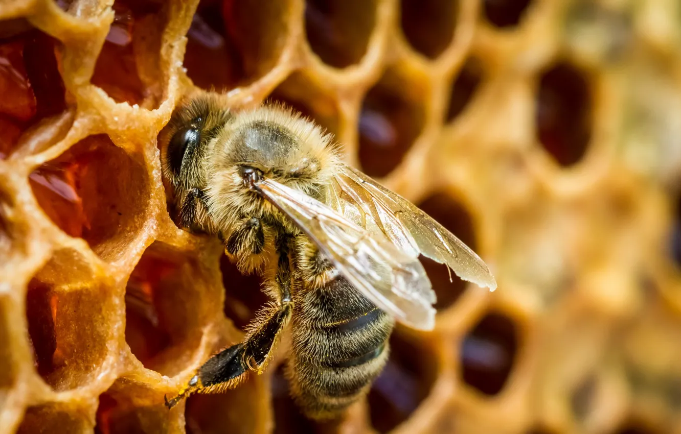 Фото обои макро, мёд, Bee in a beehive