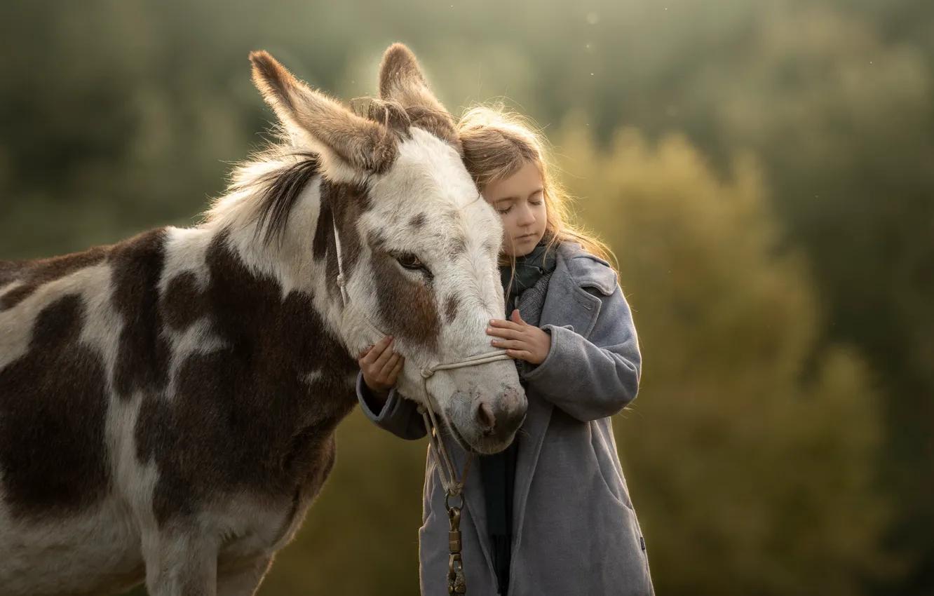 Фото обои девочка, ласка, ослик