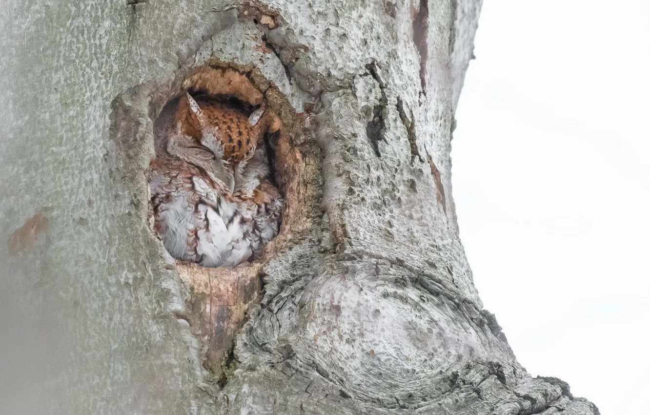 Фото обои дерево, птица, Eastern Screech Owl