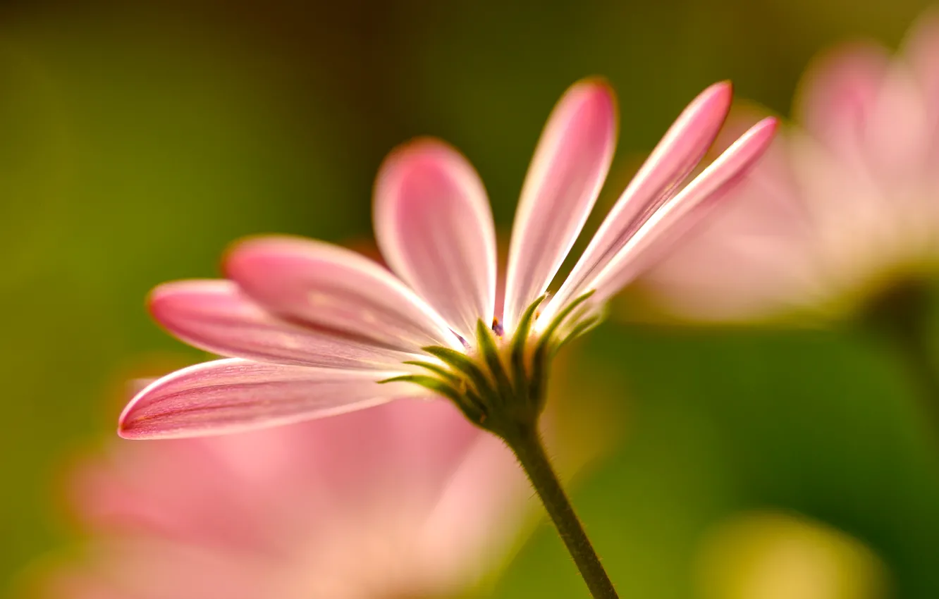 Фото обои макро, цветы, лепестки, размытость, розовые, Flowers, pink, macro