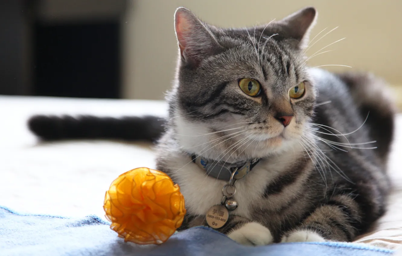 Фото обои кошка, кот, взгляд, морда, оранжевый, серый, фон, игрушка