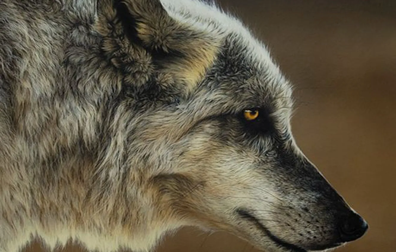 Фото обои nature, predator, animal, wolf, wildlife, Canis lupus., portrait.