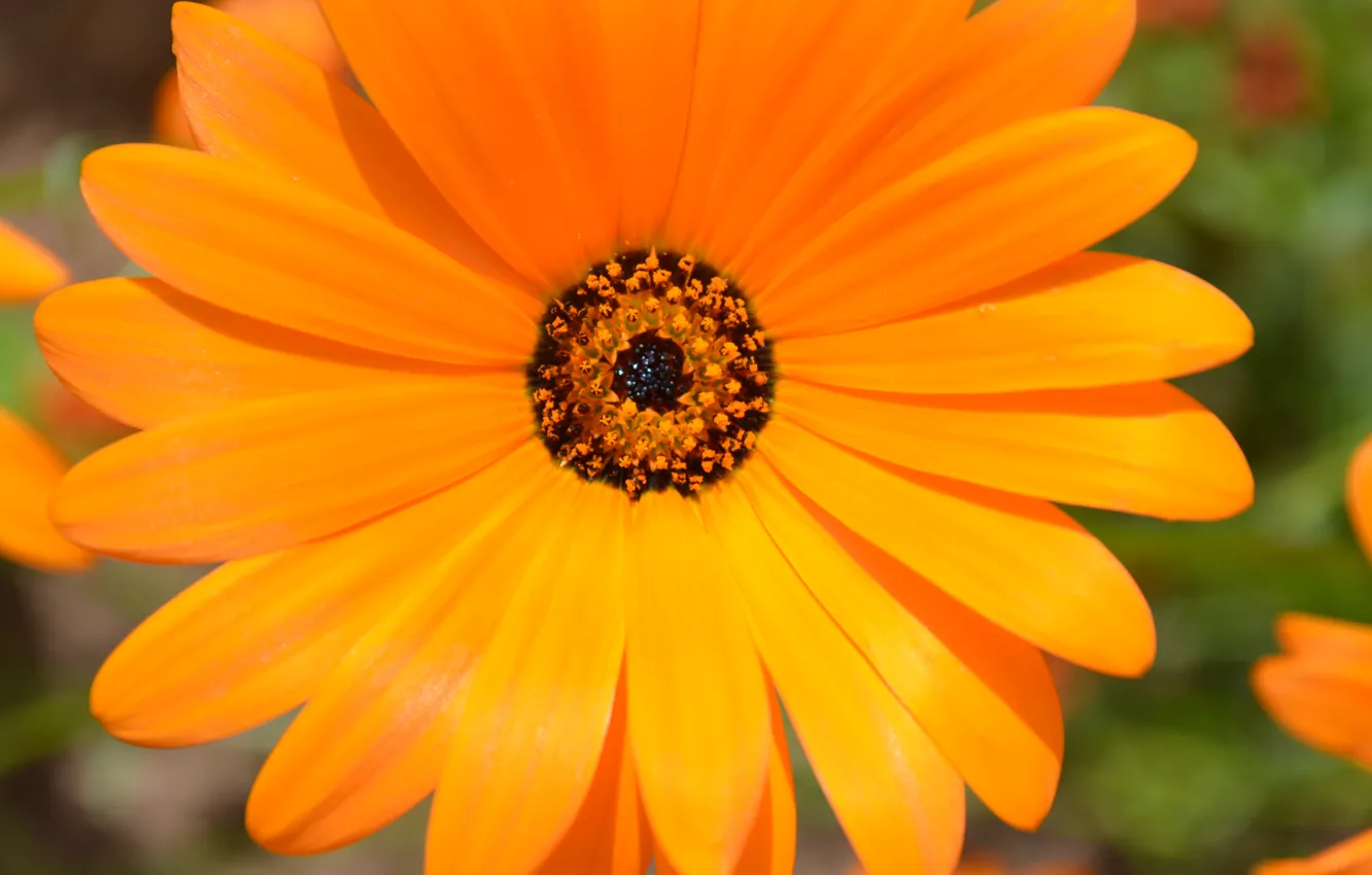 Фото обои цветок, макро, яркий, Оранжевый