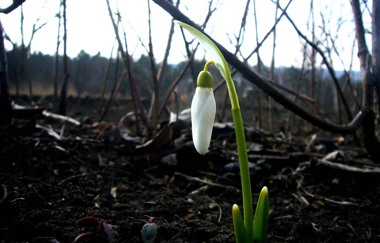 Фото обои весна, подснежник, первый, нетснега