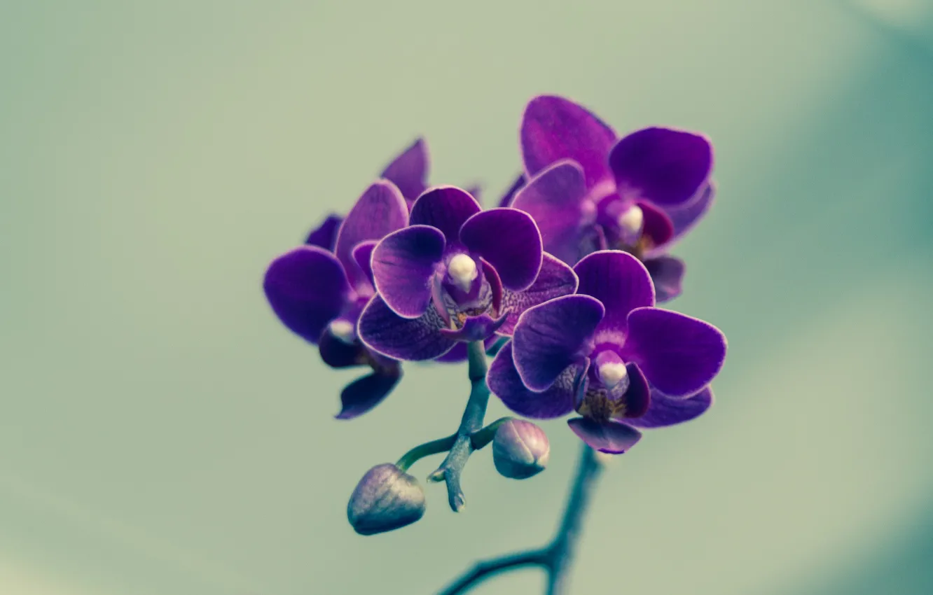 Фото обои flower, petals, violet, buds