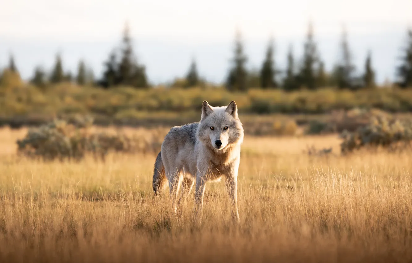 Фото обои поле, осень, лес, трава, взгляд, морда, свет, серый